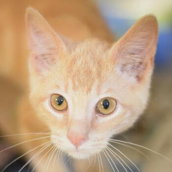 Sycamore -  Domestic Short Hair Cat for Adoption in Belleville, Illinois - Sycamore | PetCurious