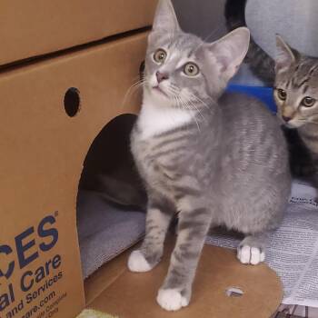 Chuck -  Domestic Short Hair Cat for Adoption - Chuck | PetCurious
