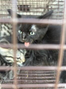 A657731 -  Domestic Short Hair Cat for Adoption in Houston, Texas - A657731 | PetCurious