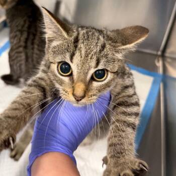 Python -  Domestic Short Hair Cat for Adoption in Greensboro, North Carolina - Python | PetCurious