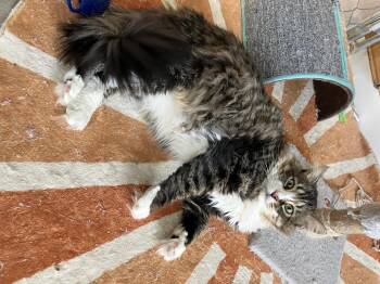 Domestic Medium Hair Cats Available for Adoption - Wally | PetCurious