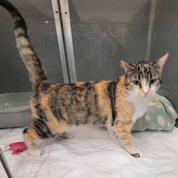 Domestic Short Hair Cats Available for Adoption in Erie, Pennsylvania - Minnie | PetCurious