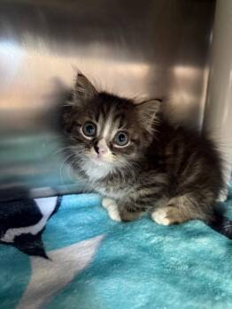Pinnochio -  Domestic Long Hair Cat for Adoption in Detroit, Michigan - Pinnochio | PetCurious