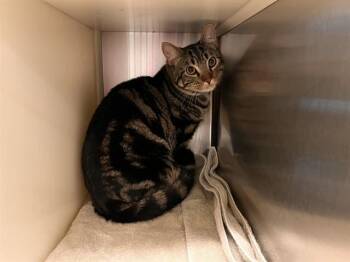 JASPER -  Domestic Short Hair Cat for Adoption in Colorado Springs, Colorado - JASPER | PetCurious