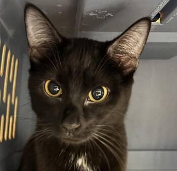 Domestic Short Hair Cats Available for Adoption in Des Moines, Iowa - Onyx | PetCurious