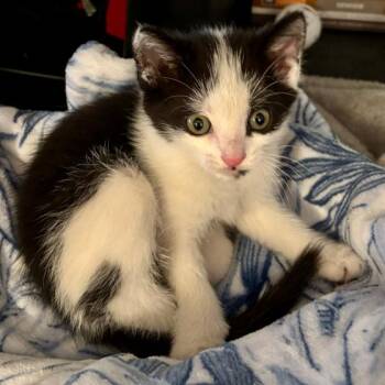 Domestic Short Hair Cats Available for Adoption in Fort Lauderdale, Florida - Ponti | PetCurious