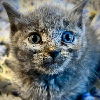 Thwomp Ruins -  Domestic Short Hair Cat for Adoption in Delaware, Ohio - Thwomp Ruins | PetCurious