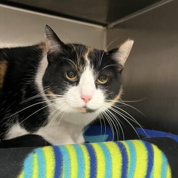 Matilda -  Domestic Short Hair Cat for Adoption in Fort Wayne, Indiana - Matilda | PetCurious