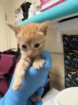 TANGELO -  Domestic Short Hair Cat for Adoption in Riverside, California - TANGELO | PetCurious