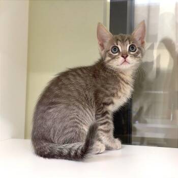 Totoro -  Domestic Short Hair Cat for Adoption in League City, Texas - Totoro | PetCurious