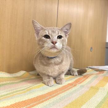 Kermit -  Domestic Short Hair Cat for Adoption in Brentwood, Missouri - Kermit | PetCurious