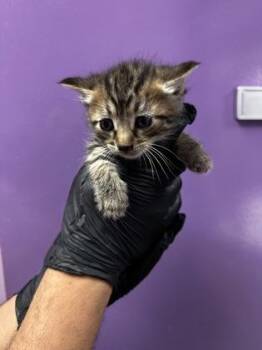 Domestic Medium Hair Cats Available for Adoption in El Paso, Texas - 60731701 | PetCurious