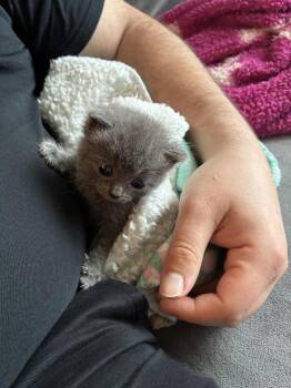 Stella -  Domestic Short Hair Cat for Adoption in Ferndale, Michigan - Stella | PetCurious