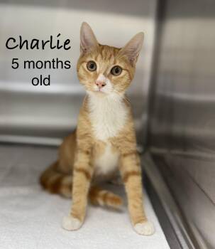 Charlie -  Domestic Short Hair Cat for Adoption in Pawleys Island, South Carolina - Charlie | PetCurious