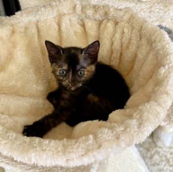 Coco Nibs (pre adopt) -  Domestic Short Hair Cat for Adoption in Fort Worth, Texas - Coco Nibs (pre Adopt) | PetCurious