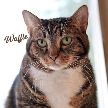 Rescue Tabby and Domestic Short Hair Cats for Adoption in Houston, Texas - Waffle #brother-of-Pancake | PetCurious