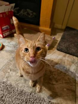 Chester -  Domestic Short Hair Cat Available for Adoption in Taycheedah, Wisconsin - Chester | PetCurious