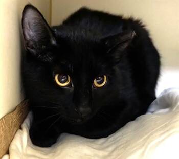 PANTHER -  Domestic Short Hair Cat for Adoption in Dedham, Massachusetts - PANTHER | PetCurious