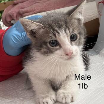 Gunnar -  Domestic Short Hair Cat for Adoption in Los Angeles, California - Gunnar | PetCurious