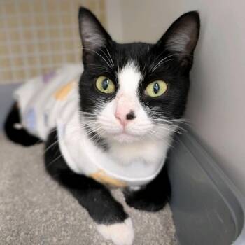 Tully -  Domestic Short Hair Cat for Adoption in Buffalo, New York - Tully | PetCurious