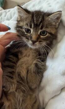 Bowen -  Domestic Medium Hair Cat for Adoption - Bowen | PetCurious