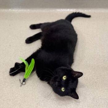 Raven -  Domestic Short Hair Cat for Adoption in Traverse City, Michigan - Raven | PetCurious