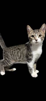 Archie -  Domestic Short Hair Cat for Adoption in Zimmerman, Minnesota - Archie | PetCurious