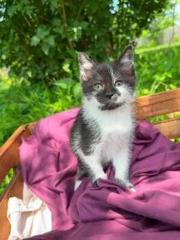 Blossom -  Domestic Short Hair Cat for Adoption in Hanover, Pennsylvania - Blossom | PetCurious