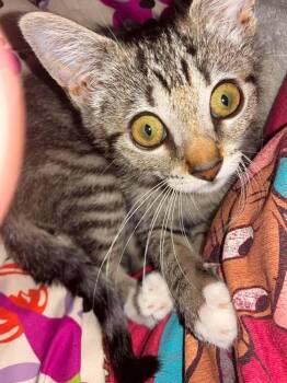 Fern Eleanor AG -  Domestic Short Hair Cat for Adoption in Greenville, South Carolina - Fern Eleanor AG | PetCurious