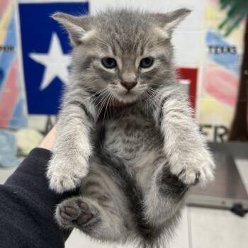 Domestic Short Hair Cats Available for Adoption in Lufkin, Texas - Thursday | PetCurious