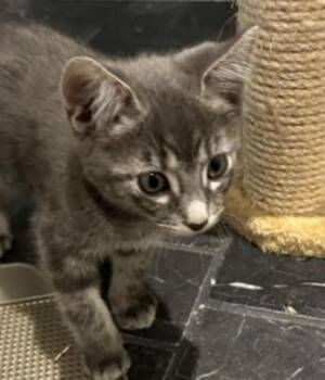 Eric -  Domestic Short Hair Cat for Adoption in Sidney, British Columbia - Eric | PetCurious