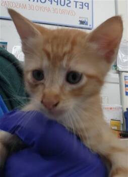 Domestic Short Hair Cats Available for Adoption in Dallas, Texas - WOODY | PetCurious