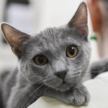 Cherry Pie -  Domestic Short Hair Cat for Adoption in Redwood City, California - Cherry Pie | PetCurious