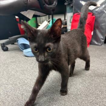 Ghost Rider -  American Shorthair Cat for Adoption in Greenfield, Indiana - Ghost Rider | PetCurious