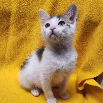 Cat Benatar -  Domestic Short Hair Cat for Adoption in Brighton, Missouri - Cat Benatar | PetCurious