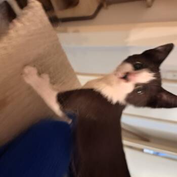 Rescue Tabby Cats for Adoption in White Settlement, Texas - Little Brother | PetCurious