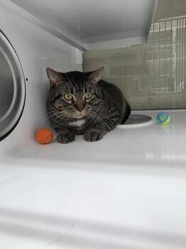 Marvin -  Domestic Short Hair Cat for Adoption in Saint Paul, Minnesota - Marvin | PetCurious