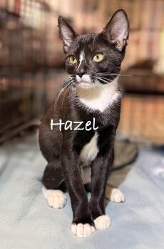 Hazel -  Domestic Short Hair Cat for Adoption in Pawleys Island, South Carolina - Hazel | PetCurious