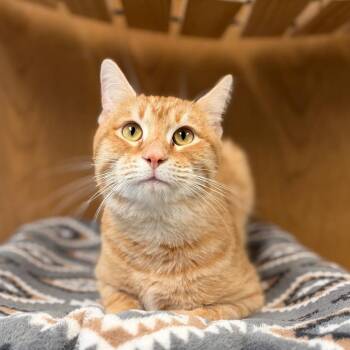 Lansing -  Domestic Short Hair Cat for Adoption in Fargo, North Dakota - Lansing | PetCurious