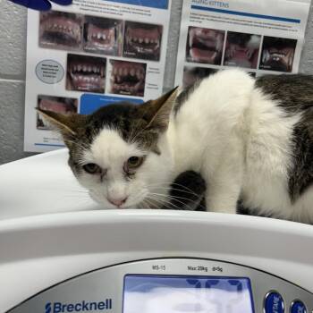Domestic Short Hair Cats Available for Adoption in West Olive, Michigan - Chauncy | PetCurious