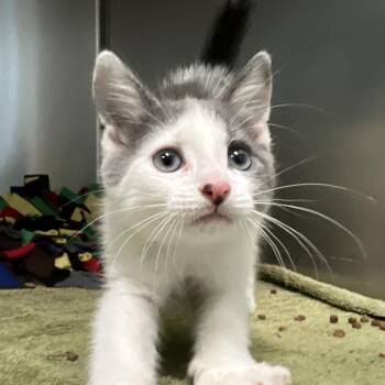 Neptune -  Domestic Short Hair Cat for Adoption - Neptune | PetCurious