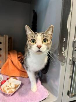 GIZMO -  Domestic Short Hair Cat for Adoption in Leesburg, Virginia - GIZMO | PetCurious