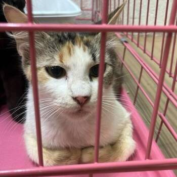 Myrtlewood -  Domestic Short Hair Cat for Adoption in Gadsden, Alabama - Myrtlewood | PetCurious