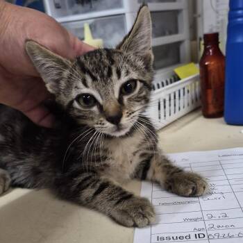 Moss -  Domestic Short Hair Cat for Adoption in Ardmore, Oklahoma - Moss | PetCurious