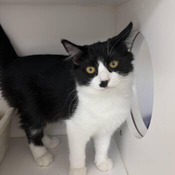 Myrtle (Bonded with Morris) -  Domestic Medium Hair Cat for Adoption in Neillsville, Wisconsin - Myrtle (Bonded With Morris) | PetCurious