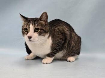 Milo -  Domestic Short Hair Cat for Adoption in Minneapolis, Minnesota - Milo | PetCurious