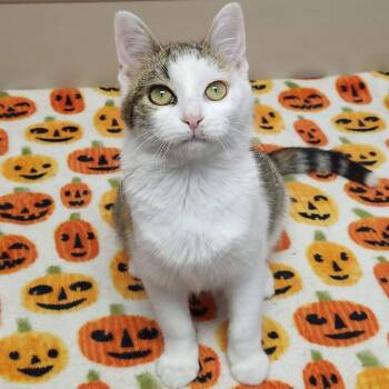 Rescue Torbie Cats for Adoption in Marshfield, Wisconsin - Pacifica | PetCurious