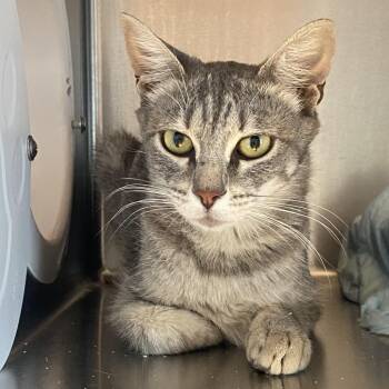 Daisy Chain -  Domestic Short Hair Cat for Adoption in Westminster, California - Daisy Chain | PetCurious