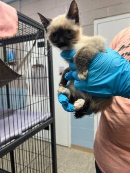 Domestic Short Hair Cats Available for Adoption in Blountville, Tennessee - Feather | PetCurious