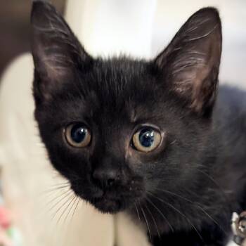 Cutlass -  Domestic Short Hair Cat for Adoption in Jefferson, Wisconsin - Cutlass | PetCurious